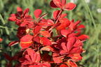 Berberitze 'Orange Ice' - Berberis thunbergii 'Orange Ice'