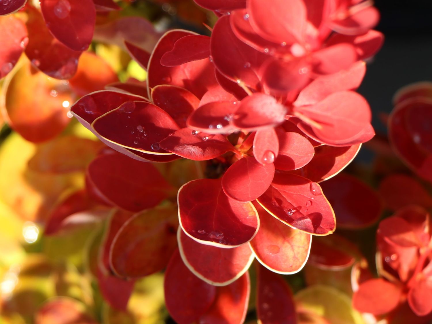 Berberitze 'Orange Ice' - Berberis thunbergii 'Orange Ice'