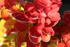 Berberitze 'Orange Ice' - Berberis thunbergii 'Orange Ice'
