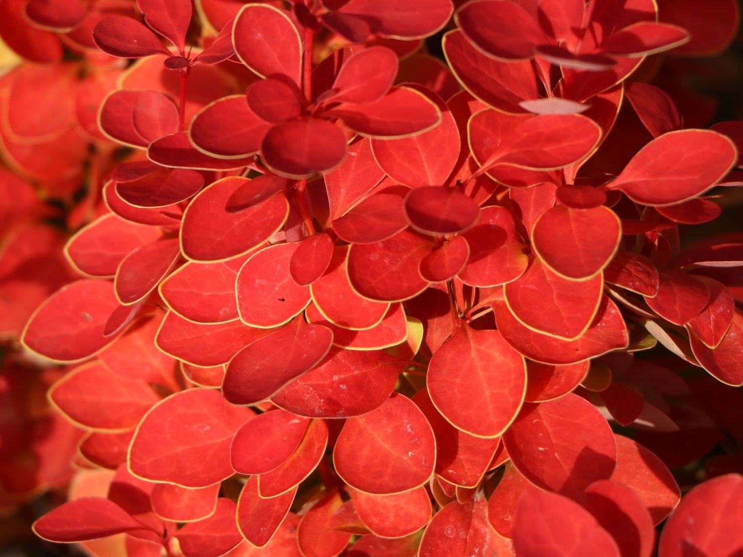 Berberitze 'Orange Ice' - Berberis thunbergii 'Orange Ice'