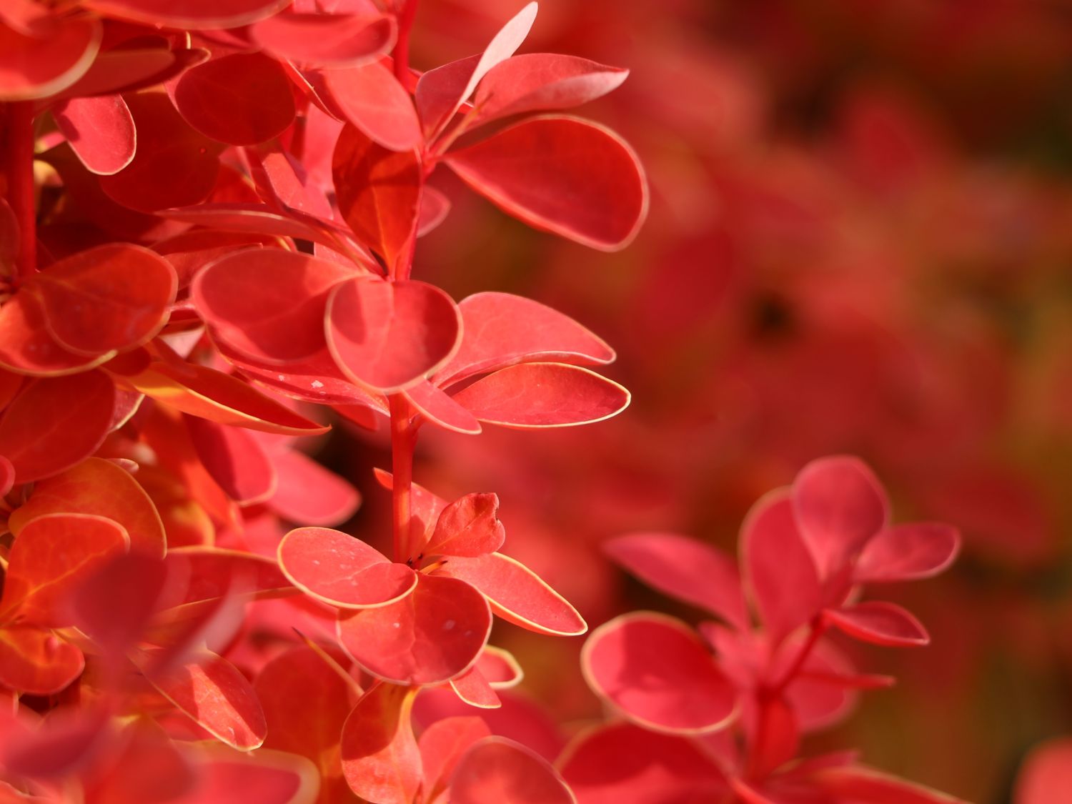 Berberitze 'Orange Ice' - Berberis thunbergii 'Orange Ice'