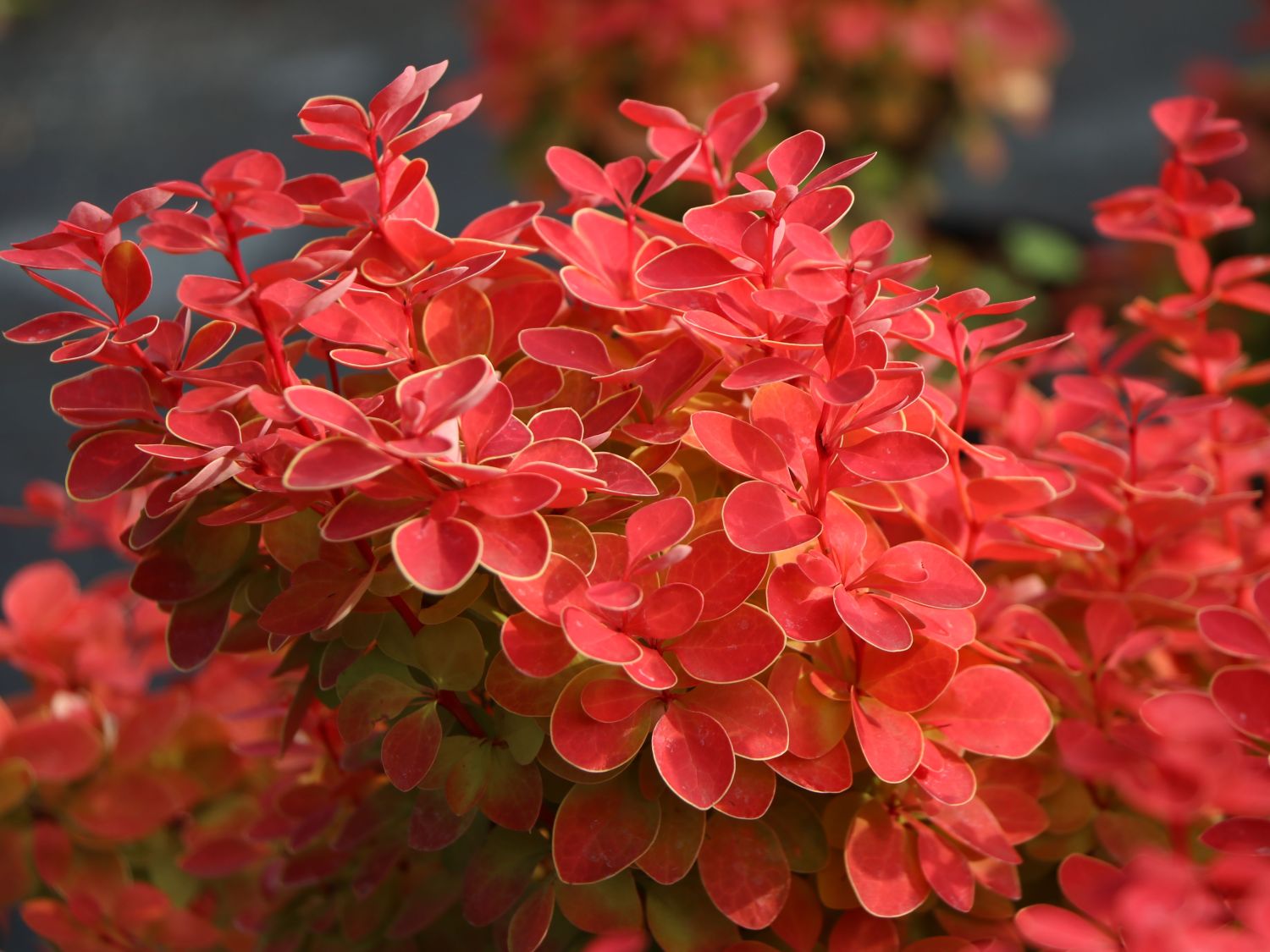 Berberitze 'Orange Ice' - Berberis thunbergii 'Orange Ice'