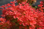 Berberitze 'Orange Ice' - Berberis thunbergii 'Orange Ice'