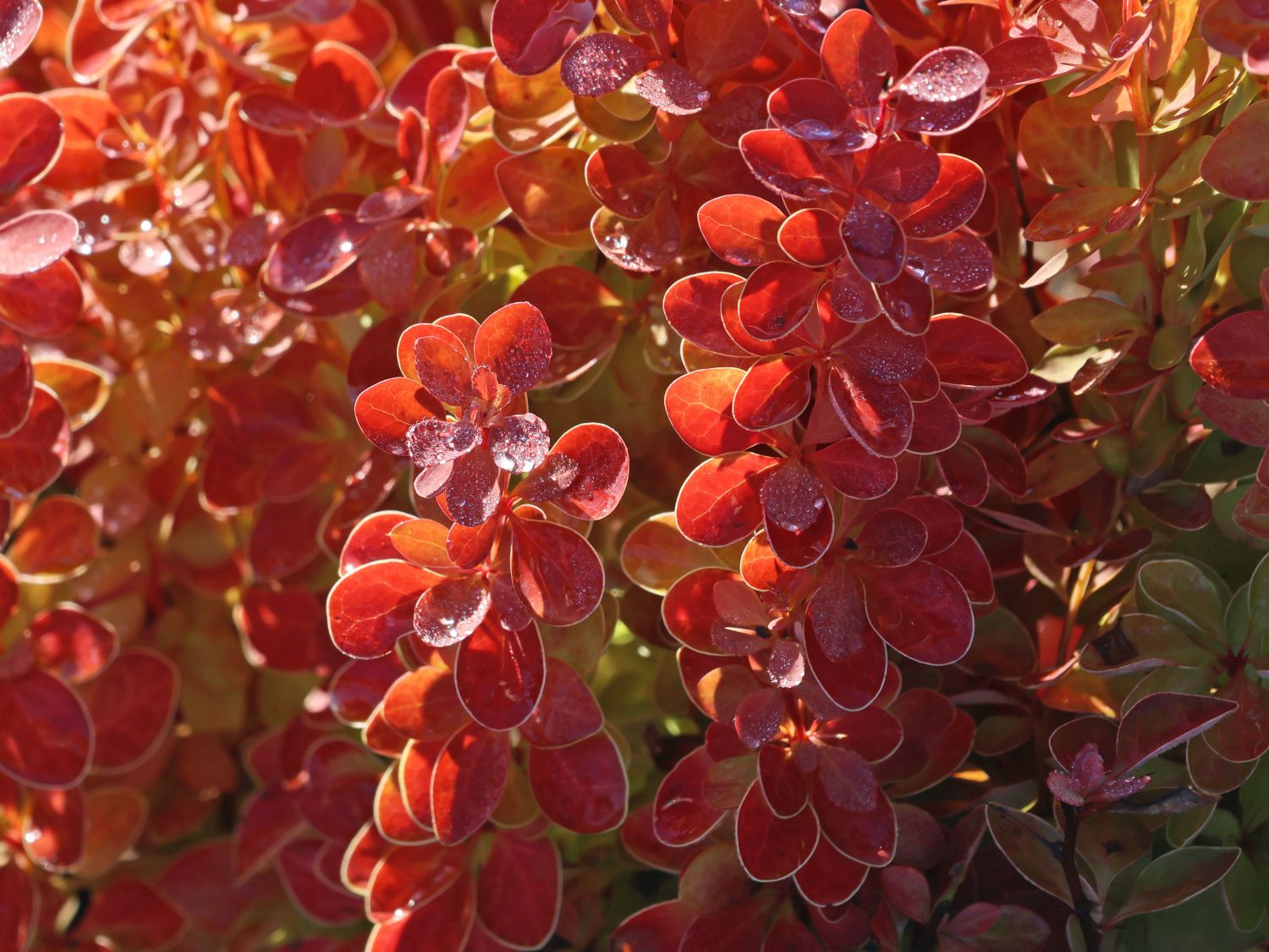 Berberitze 'Orange Ice' - Berberis thunbergii 'Orange Ice'