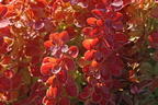 Berberitze 'Orange Ice' - Berberis thunbergii 'Orange Ice'