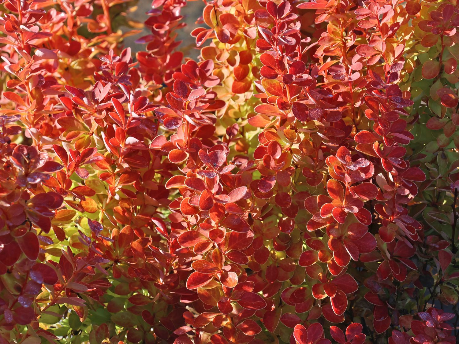 Berberitze 'Orange Ice' - Berberis thunbergii 'Orange Ice'