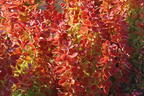 Berberitze 'Orange Ice' - Berberis thunbergii 'Orange Ice'