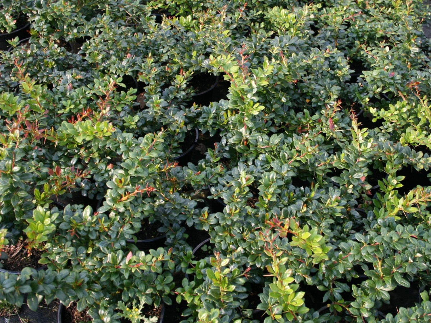 Berberitzengewächse (Berberidaceae)