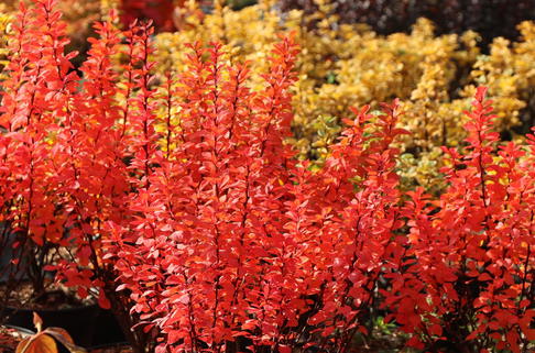 Berberitze 'Powwow' - Berberis thunbergii 'Powwow'
