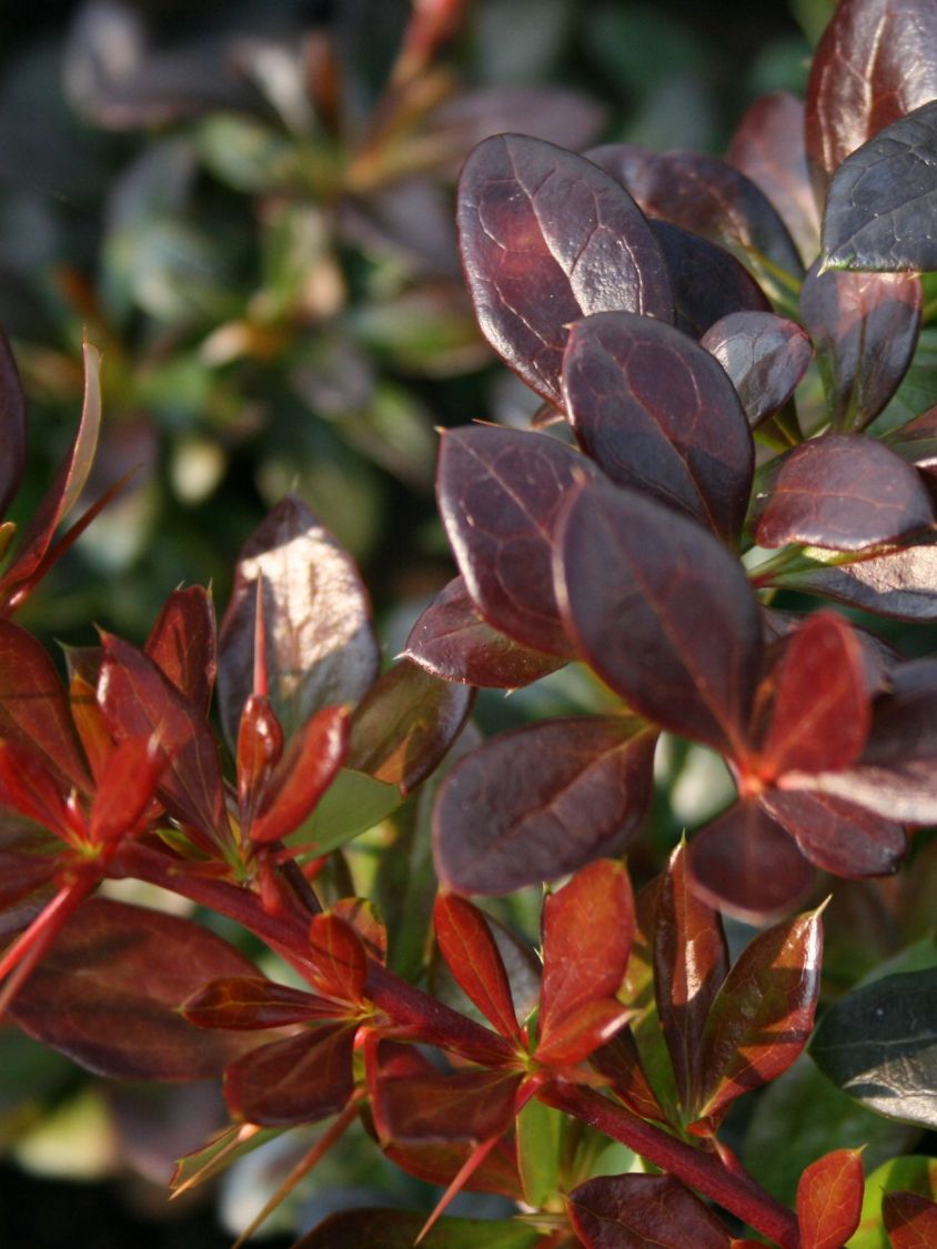 Berberitze 'Red Jewel' - Berberis media 'Red Jewel'