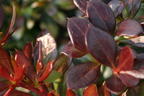 Berberitze 'Red Jewel' - Berberis media 'Red Jewel'