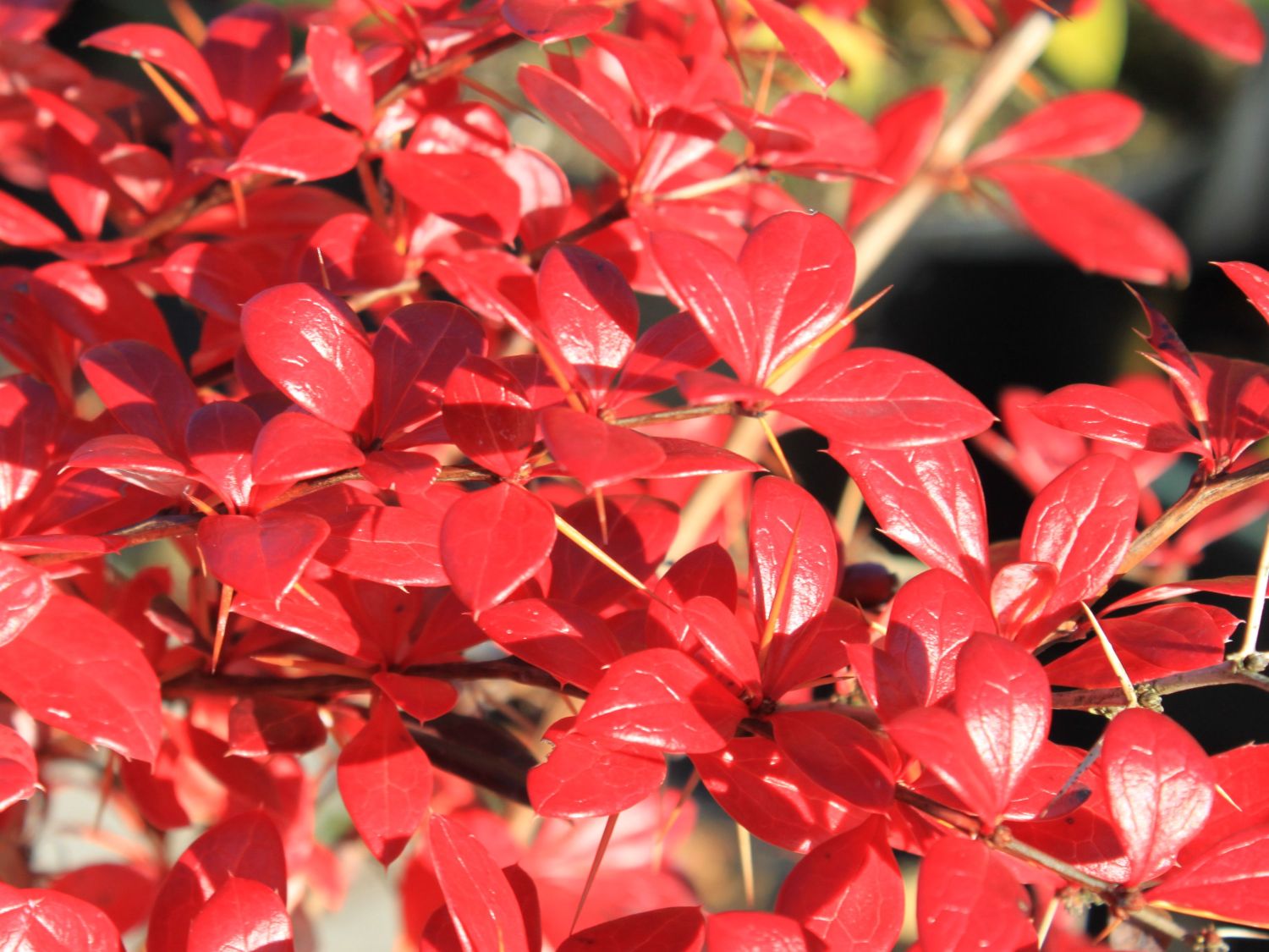 Berberitze 'Red Jewel' - Berberis media 'Red Jewel'