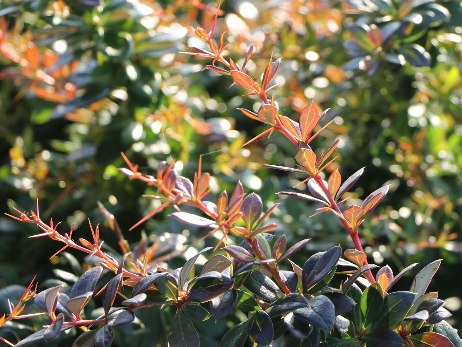 Berberitze 'Red Jewel' - Berberis media 'Red Jewel'