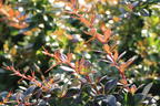 Berberitze 'Red Jewel' - Berberis media 'Red Jewel'
