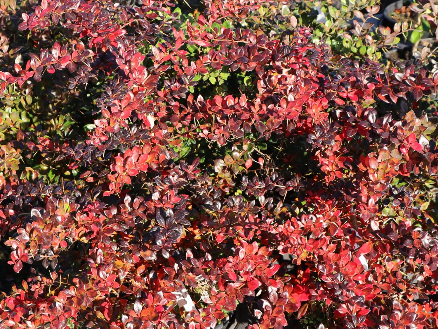 Berberitze 'Red Jewel' - Berberis media 'Red Jewel'