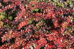 Berberitze 'Red Jewel' - Berberis media 'Red Jewel'