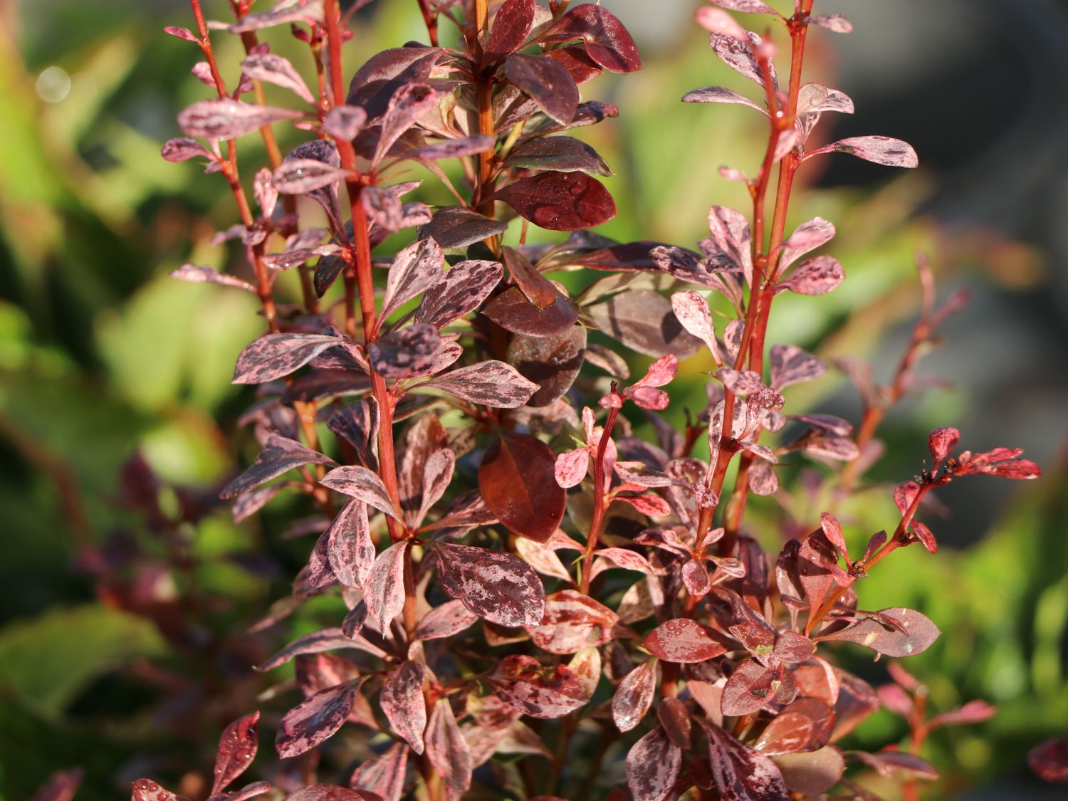 Berberitze 'Rosy Rocket'