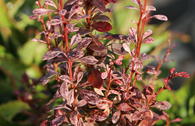 Berberitze 'Rosy Rocket'