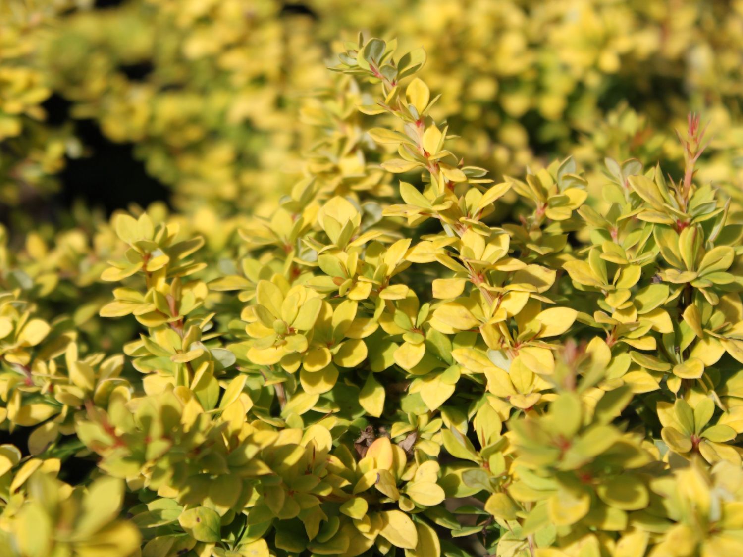 Berberitze 'Sunsation'