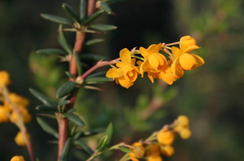 Berberitze 'Verrucandi' - Berberis frikartii 'Verrucandi'