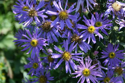 Berg Aster - Aster amellus