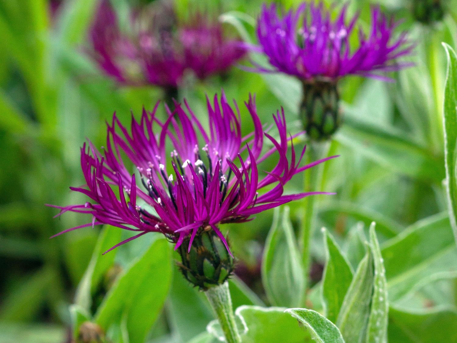 Berg-Flockenblume 'Amethyst Dream' - Centaurea montana 'Amethyst Dream'