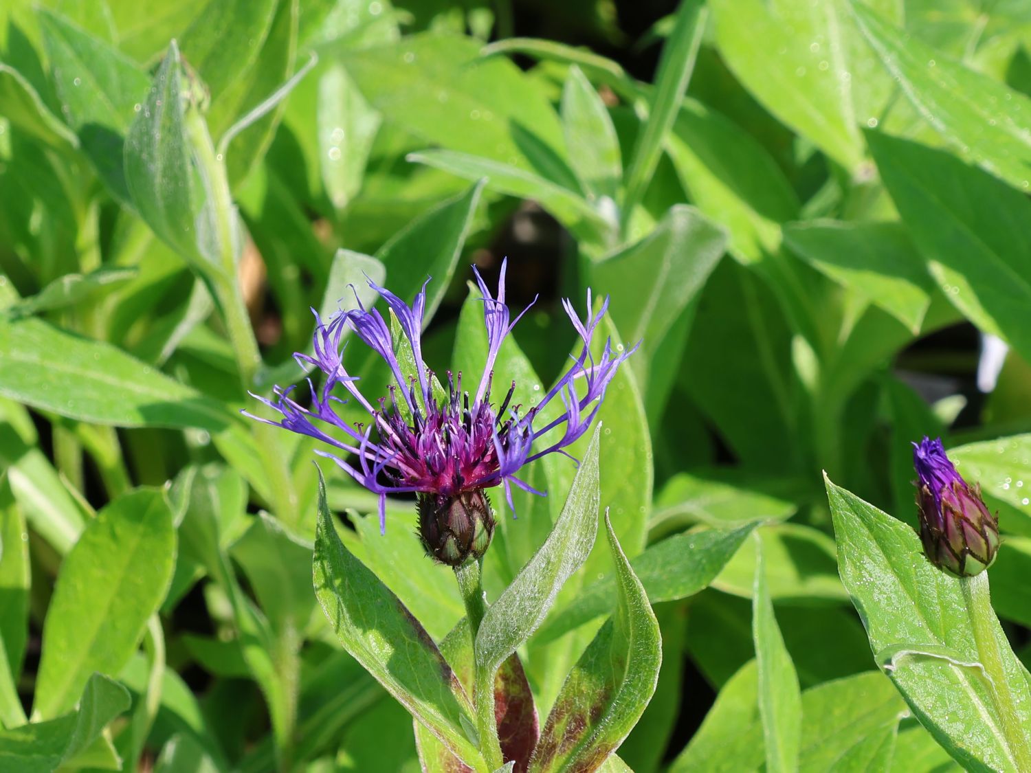Berg-Flockenblume 'Coerulea'