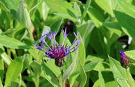 Berg-Flockenblume 'Coerulea'