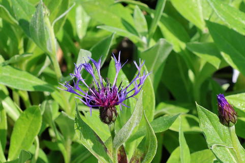 Berg-Flockenblume 'Coerulea' - Centaurea montana 'Coerulea'