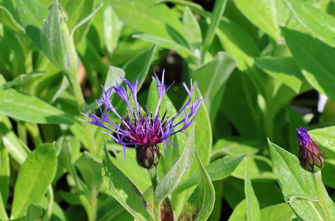 Berg-Flockenblume 'Coerulea' - Centaurea montana 'Coerulea'