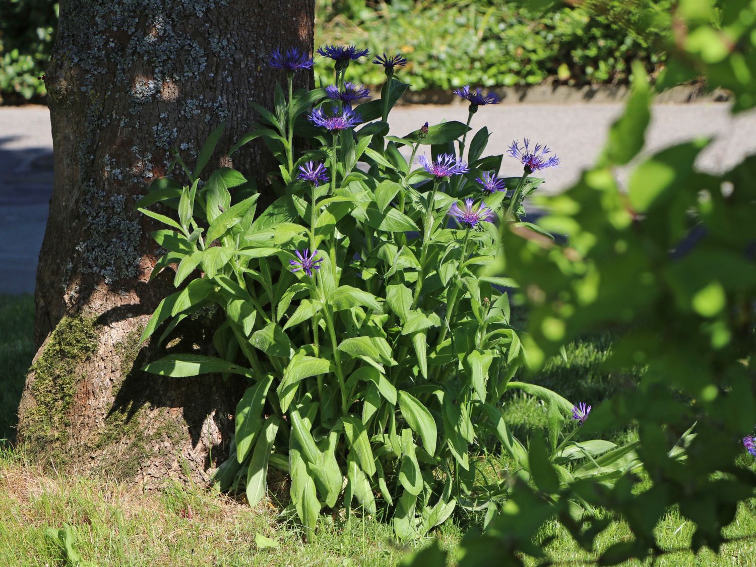 Berg-Flockenblume - Centaurea montana