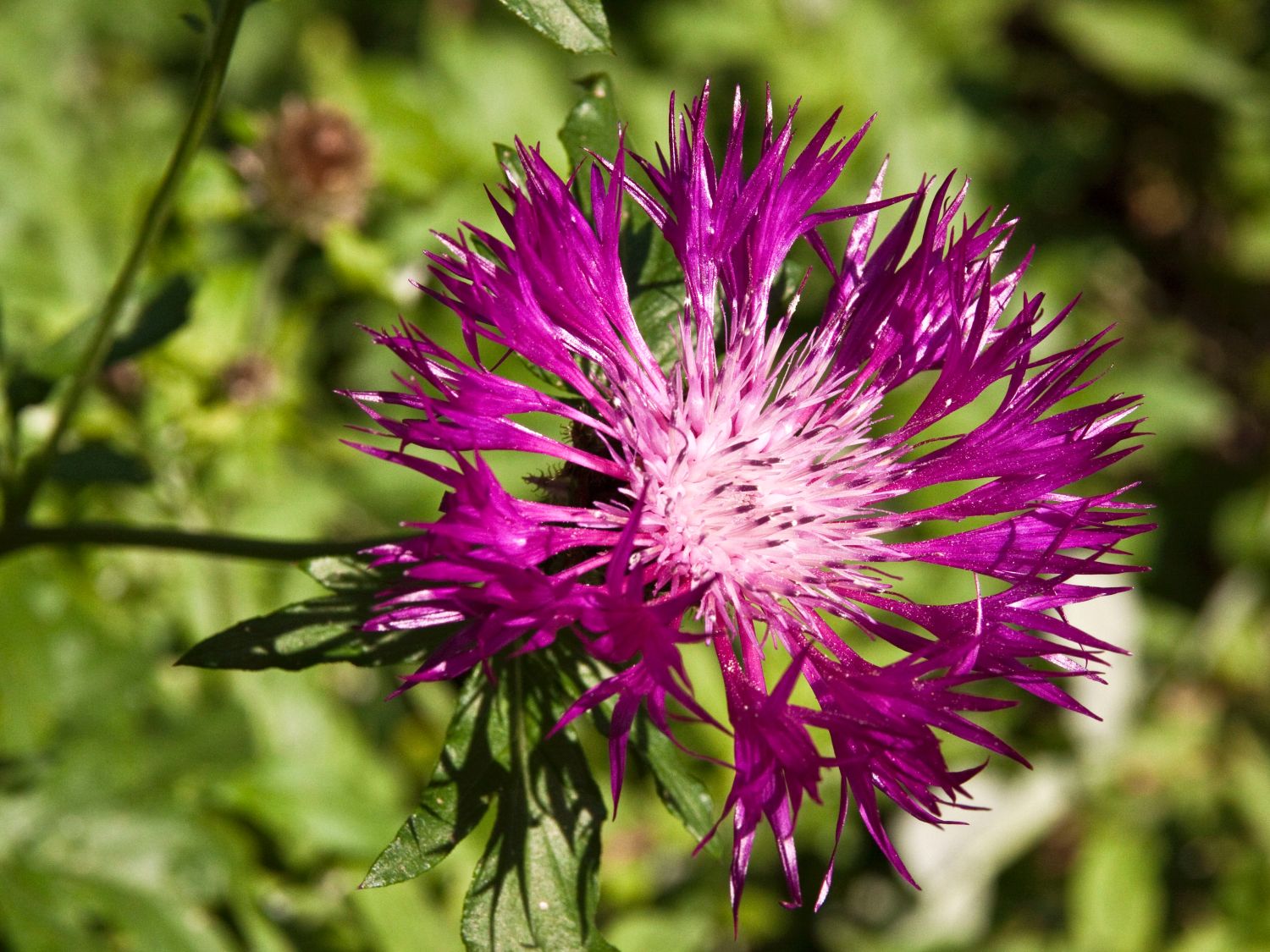 Berg Flockenblume 'Violetta' - Centaurea montana 'Violetta'