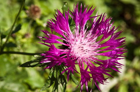 Berg Flockenblume 'Violetta' - Centaurea montana 'Violetta'