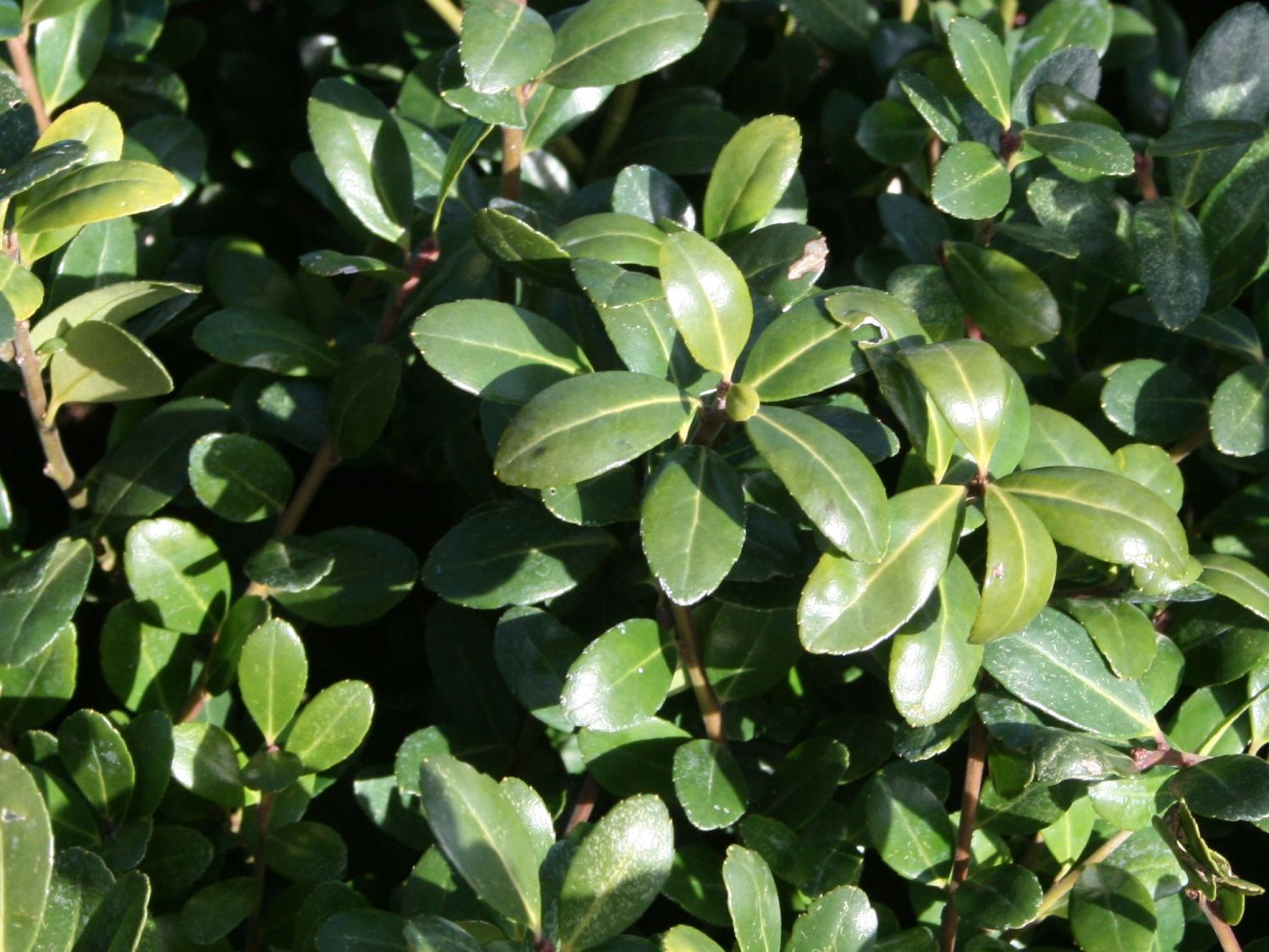 Berg-Ilex 'Caroline Upright'