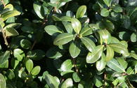 Berg-Ilex 'Caroline Upright'