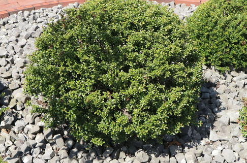 Berg-Ilex 'Glorie Dwarf' - Ilex crenata 'Glorie Dwarf'