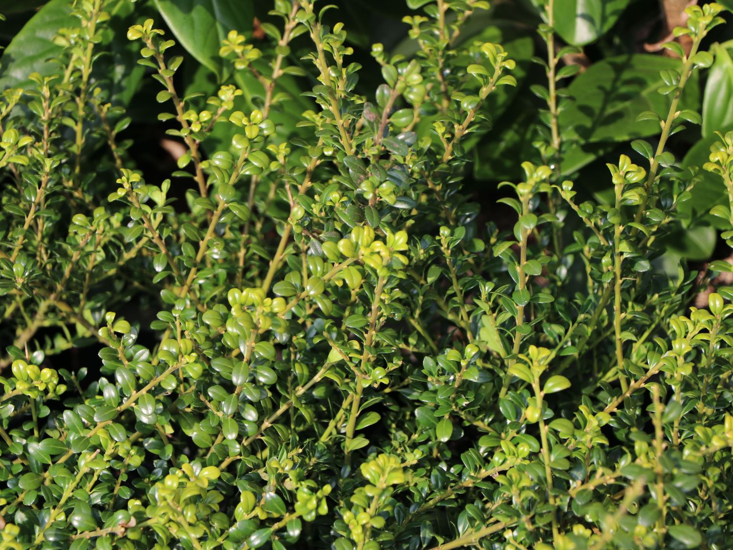 Berg-Ilex 'Glorie Dwarf' - Ilex crenata 'Glorie Dwarf'