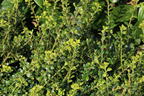 Berg-Ilex 'Glorie Dwarf' - Ilex crenata 'Glorie Dwarf'