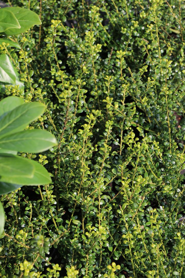 Berg-Ilex 'Glorie Dwarf' - Ilex crenata 'Glorie Dwarf'