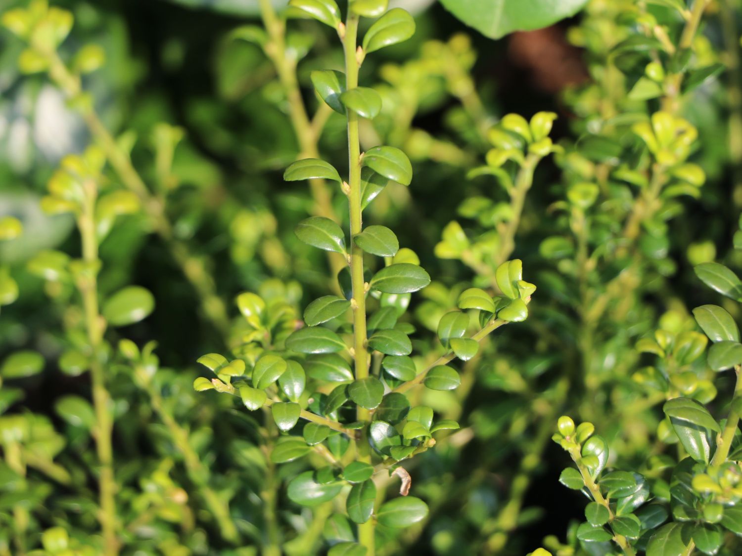 Berg-Ilex 'Glorie Dwarf' - Ilex crenata 'Glorie Dwarf'