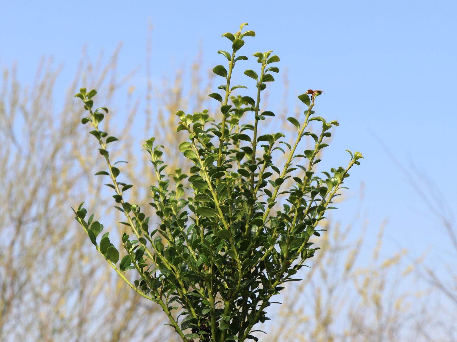 Berg-Ilex 'Glorie Dwarf' - Ilex crenata 'Glorie Dwarf'
