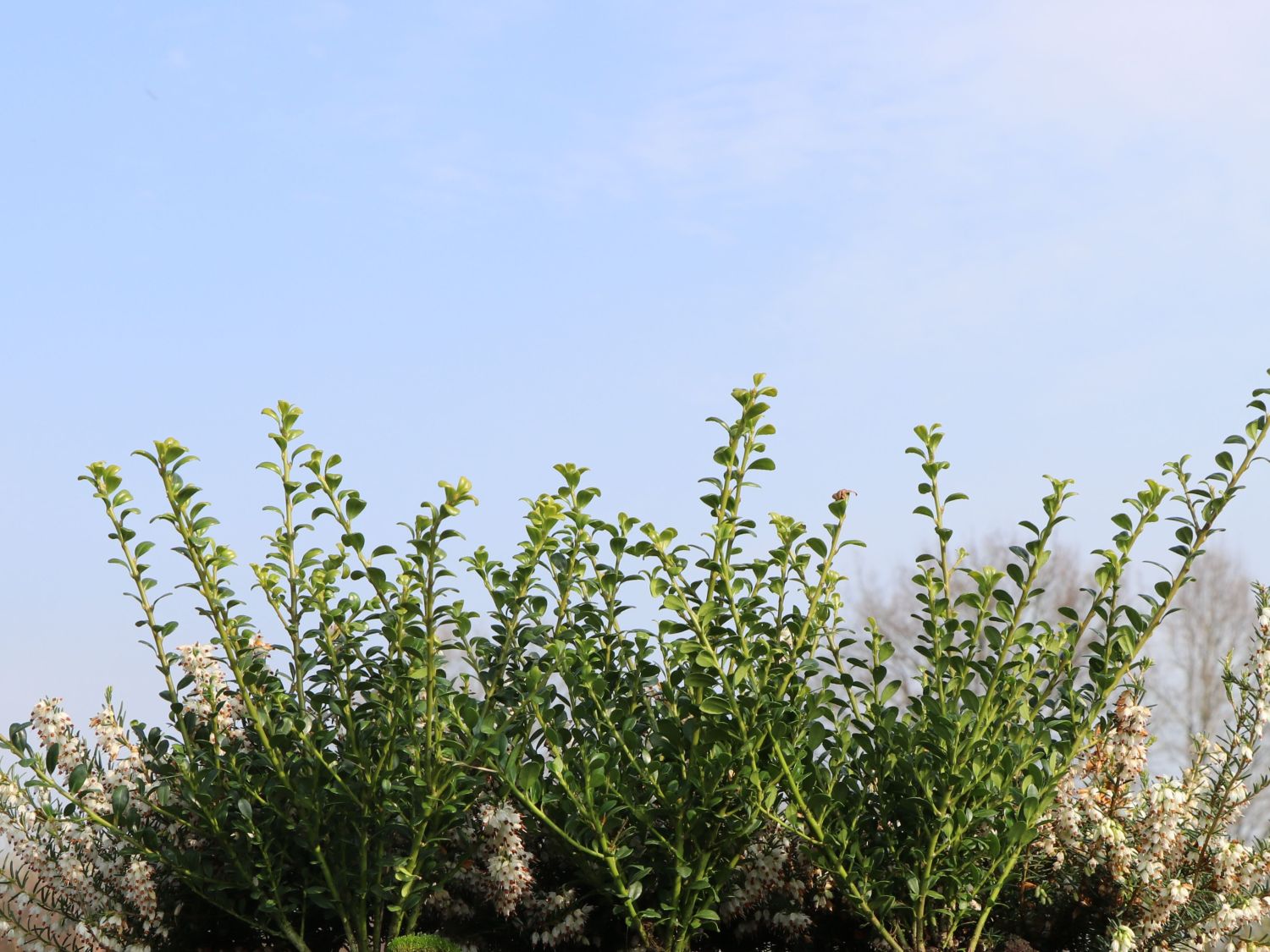 Berg-Ilex 'Glorie Dwarf' - Ilex crenata 'Glorie Dwarf'