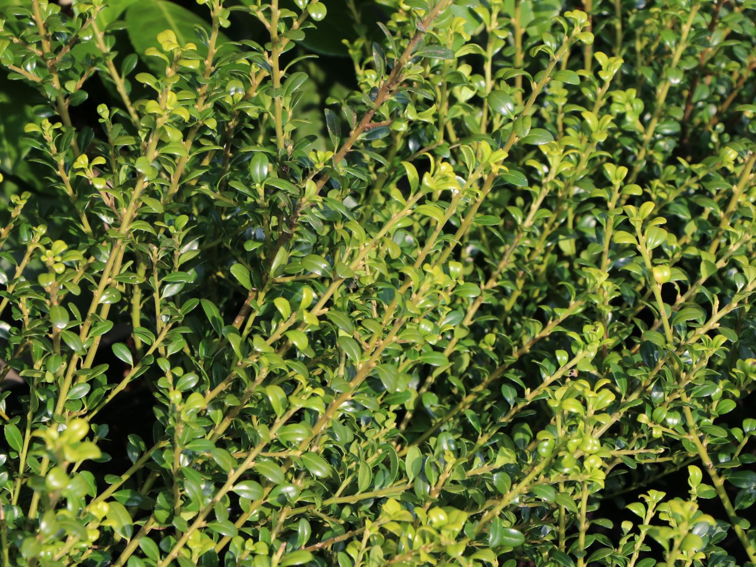 Berg-Ilex 'Glorie Dwarf' - Ilex crenata 'Glorie Dwarf'