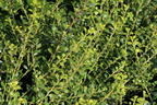 Berg-Ilex 'Glorie Dwarf' - Ilex crenata 'Glorie Dwarf'