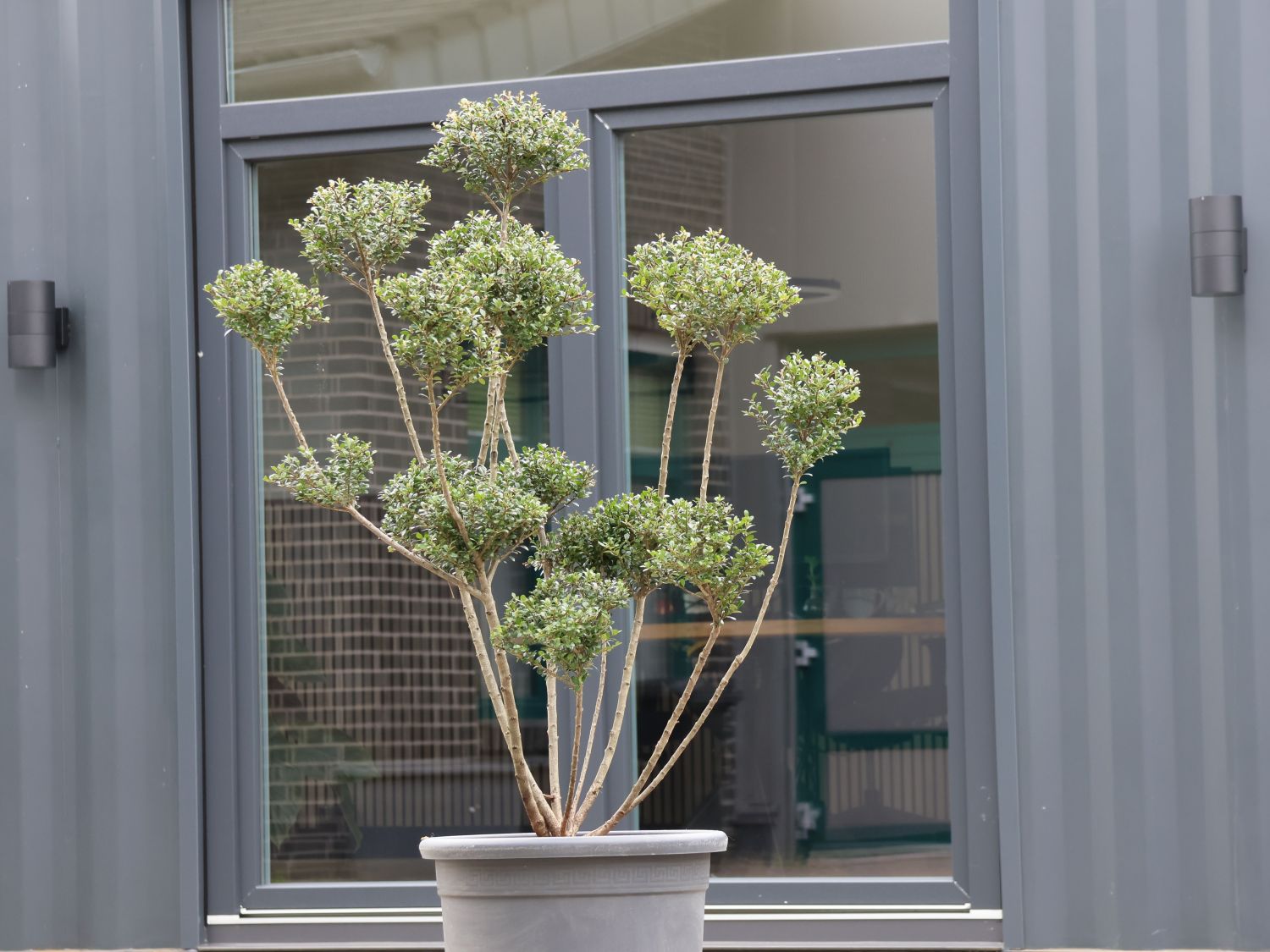 Berg-Ilex 'Glorie Gem' (Bonsai)