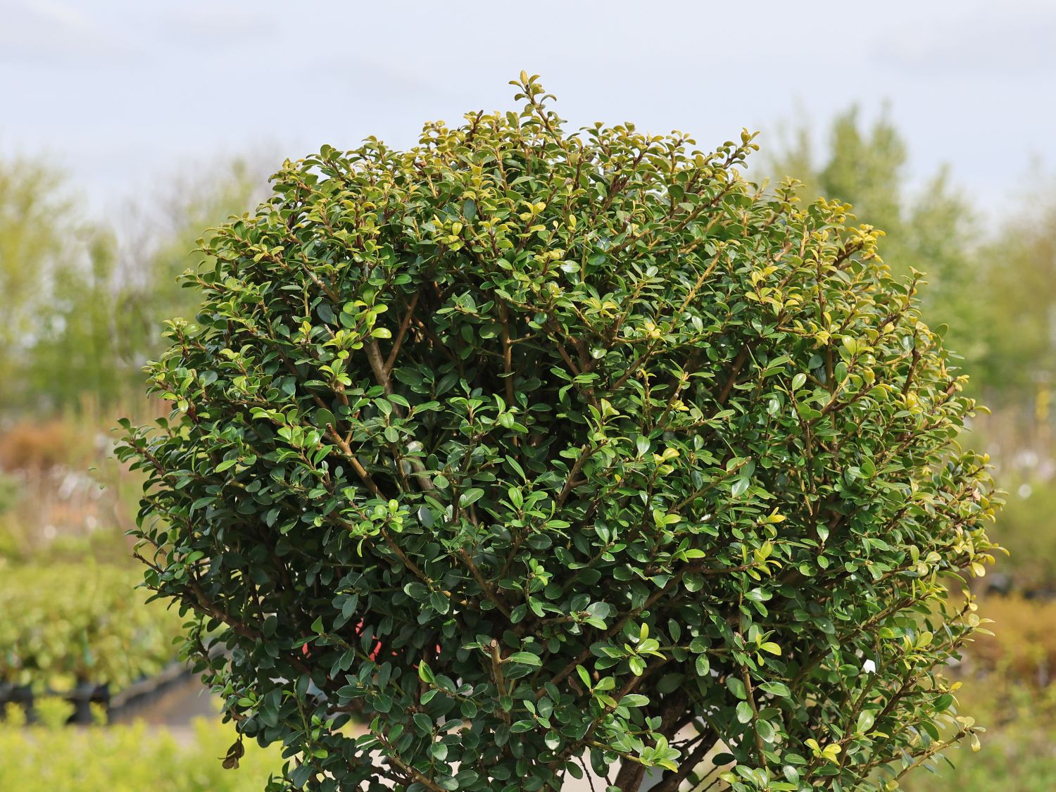 Berg-Ilex 'Glorie Gem' (Kugel)