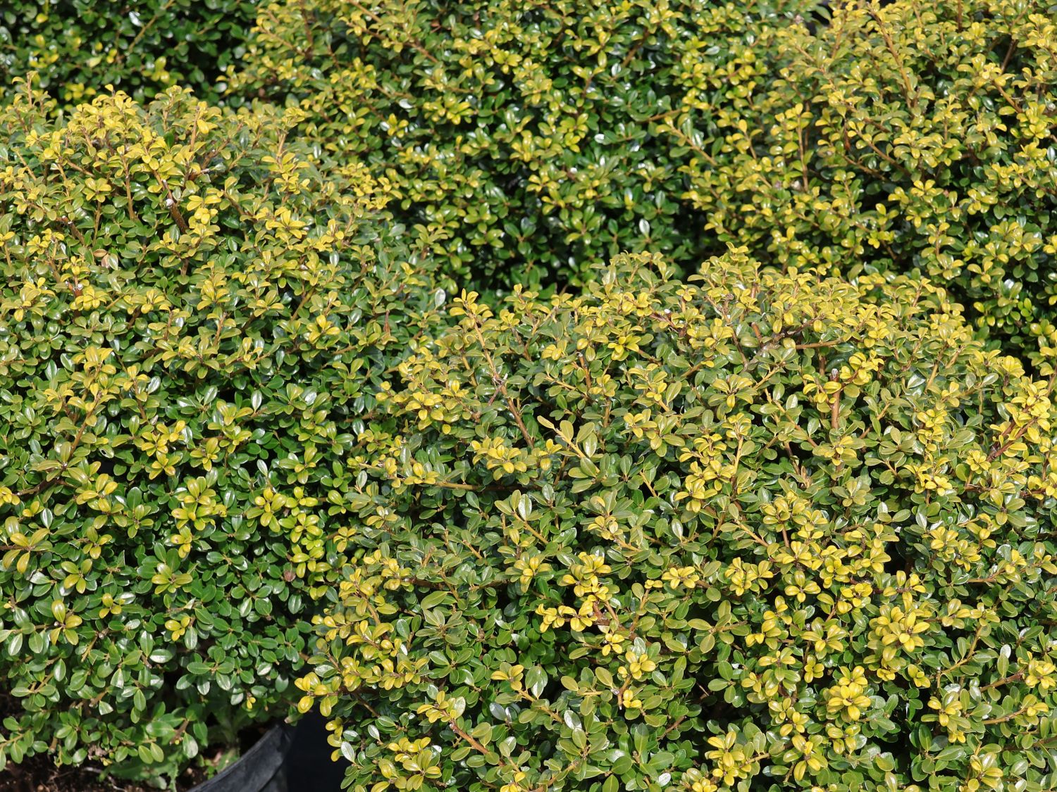 Berg-Ilex 'Glorie Gem' (Kugel) - Ilex crenata 'Glorie Gem' (Kugel)