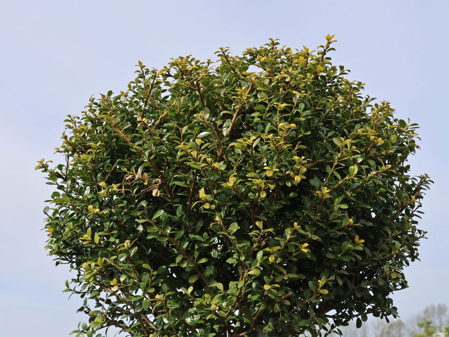 Berg-Ilex 'Glorie Gem' (Kugel) - Ilex crenata 'Glorie Gem' (Kugel)