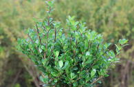 Berg-Ilex 'Robustico' ®