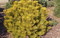 Bergkiefer 'Carsten's Wintergold'